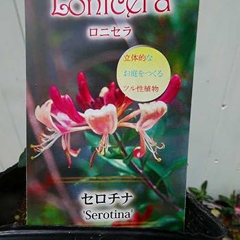 ロルカナ ラプンチェル いやしの賜物 PSA8 プロモ 英語版 ディズニー・ロルカナ・TCG 日本語版 ブースターパック THE